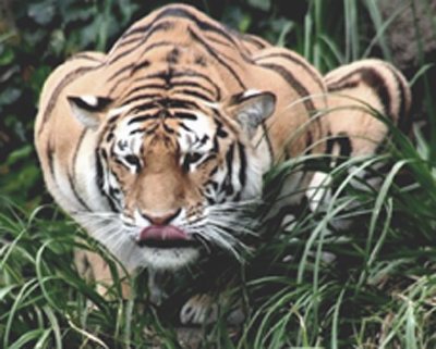 Crouching Tiger