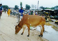 kparathy.JPG (23523 bytes)