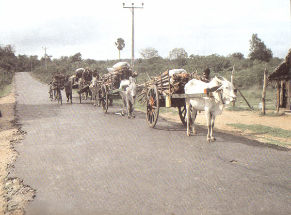 Tamil Eelam Scene