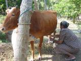 milking cow