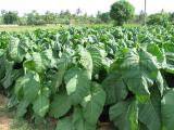 tobacco