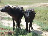 ox