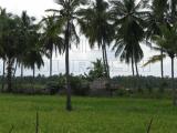 palmtree