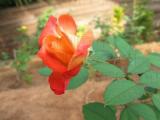 rose
