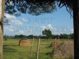 farm