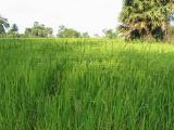 grain fields