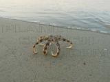 starfish