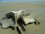 whale bone