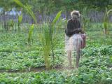 watering tobacco