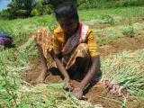 onion field workers