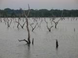 visvamadu pond