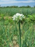 onion flower