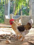 hen