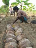 agriculture workers