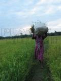 agriculture workers