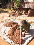 coconut oil making